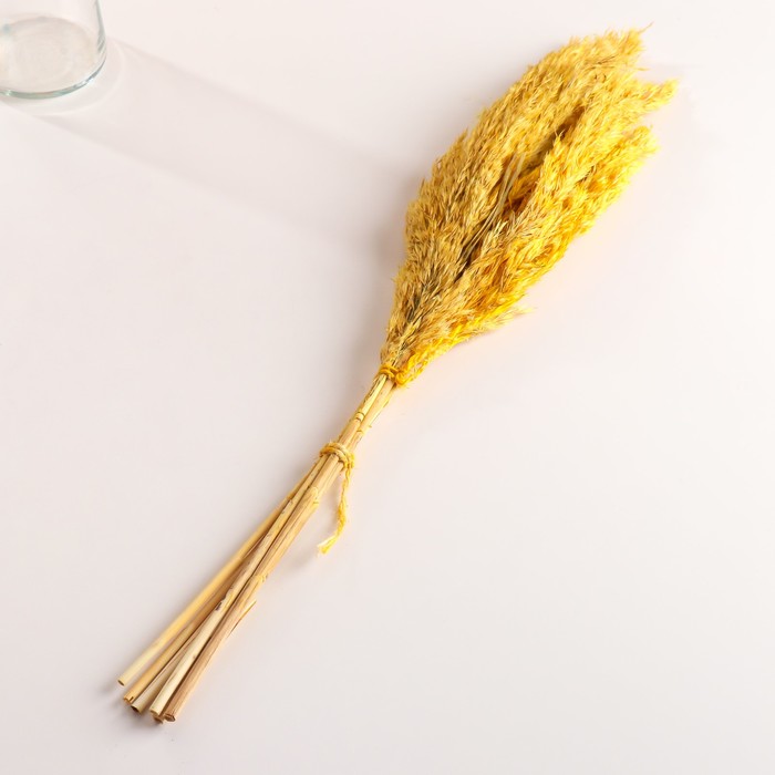Набор сухоцветов "Камыш", банч длина 65 (+/- 6 см), желтый
