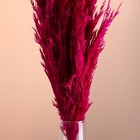 Набор сухоцветов "Камыш", банч длина 65 (+/- 6 см), фуксия - Фото 2
