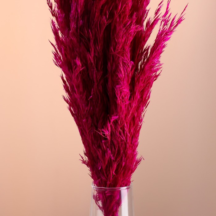 Набор сухоцветов "Камыш", банч длина 65 (+/- 6 см), фуксия
