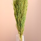 Набор сухоцветов "Камыш", банч длина 65 (+/- 6 см), зелёный - Фото 2