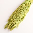 Набор сухоцветов "Камыш", банч длина 65 (+/- 6 см), зелёный - Фото 3