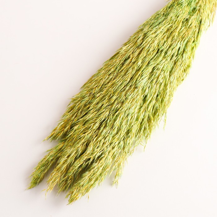 Набор сухоцветов "Камыш", банч длина 65 (+/- 6 см), зелёный