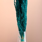 Набор сухоцветов "Камыш", банч длина 65 (+/- 6 см), изумрудный - Фото 2
