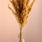 Набор сухоцветов "Вейник", банч длина 60 (+/- 6 см), натуральный - фото 24000870