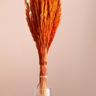 Набор сухоцветов "Вейник", банч длина 65 (+/- 6 см), оранжевый - Фото 2