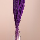 Набор сухоцветов "Вейник", банч длина 65 (+/- 6 см), фиолетовый - Фото 2