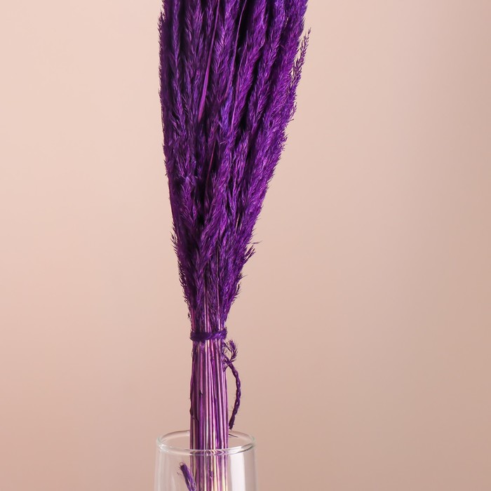 Набор сухоцветов "Вейник", банч длина 65 (+/- 6 см), фиолетовый