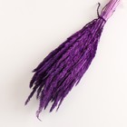 Набор сухоцветов "Вейник", банч длина 65 (+/- 6 см), фиолетовый - Фото 3