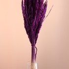 Набор сухоцветов "Вейник", банч длина 65 (+/- 6 см), сливовый - Фото 2