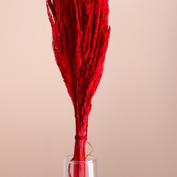 Набор сухоцветов "Вейник", банч длина 65 (+/- 6 см), красный