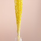 Набор сухоцветов "Райграс", банч 21 шт, длина 60 (+/- 6 см), желтый - Фото 2