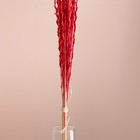 Набор сухоцветов "Райграс", банч 21 шт, длина 60 (+/- 6 см), красный - Фото 2