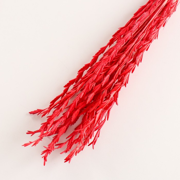 Набор сухоцветов "Райграс", банч 21 шт, длина 60 (+/- 6 см), красный