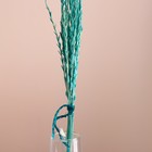 Набор сухоцветов "Райграс", банч 21 шт, длина 60 (+/- 6 см), бирюзовый - Фото 2