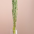 Набор сухоцветов "Райграс", банч 21 шт, длина 60 (+/- 6 см), зелёный - Фото 2