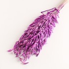 Набор сухоцветов "Овес", банч длина 60-65 (+/- 6 см), сиреневый - фото 24000936