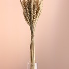 Набор сухоцветов "Пшеница", банч 35-40 шт, длина 60-65 (+/- 6 см), натуральный - Фото 2