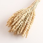 Набор сухоцветов "Пшеница", банч 35-40 шт, длина 60-65 (+/- 6 см), натуральный - Фото 3