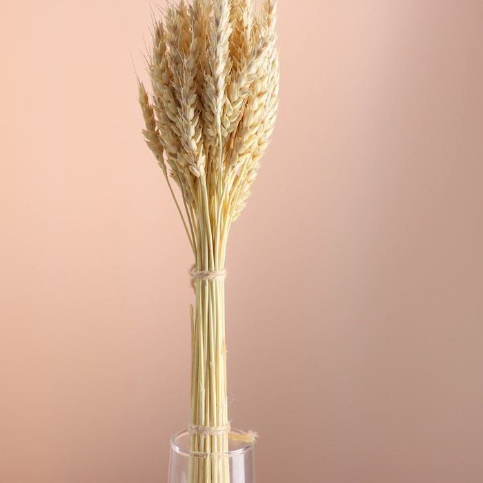 Набор сухоцветов "Пшеница", банч 35-40 шт, длина 55-65 (+/- 6 см), выбеленный