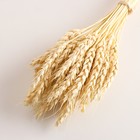 Набор сухоцветов "Пшеница", банч 35-40 шт, длина 55-65 (+/- 6 см), выбеленный - фото 24000956