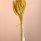 Набор сухоцветов "Пшеница", банч 35-40 шт, длина 60-65 (+/- 6 см), желтый - фото 24000959