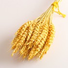 Набор сухоцветов "Пшеница", банч 35-40 шт, длина 60-65 (+/- 6 см), желтый - фото 24000960