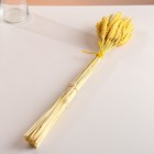 Набор сухоцветов "Пшеница", банч 35-40 шт, длина 60-65 (+/- 6 см), желтый - фото 24000961