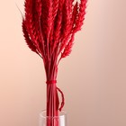Набор сухоцветов "Пшеница", банч 35-40 шт, длина 50-60 (+/- 6 см), красный - Фото 2