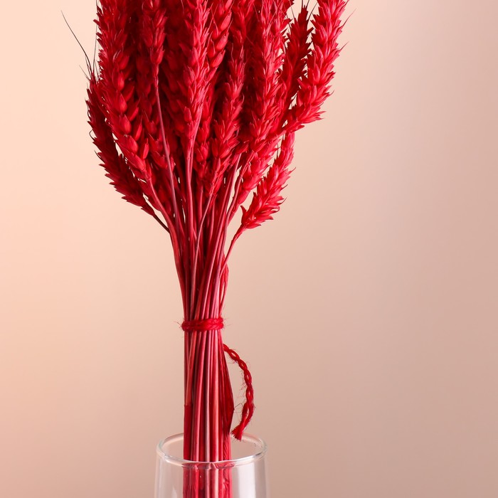 Набор сухоцветов "Пшеница", банч 35-40 шт, длина 50-60 (+/- 6 см), красный