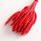 Набор сухоцветов "Пшеница", банч 35-40 шт, длина 50-60 (+/- 6 см), красный - Фото 3