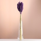 Набор сухоцветов "Пшеница", банч 35-40 шт, длина 60-65 (+/- 6 см), фиолетовый - Фото 1