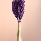 Набор сухоцветов "Пшеница", банч 35-40 шт, длина 60-65 (+/- 6 см), фиолетовый - Фото 2