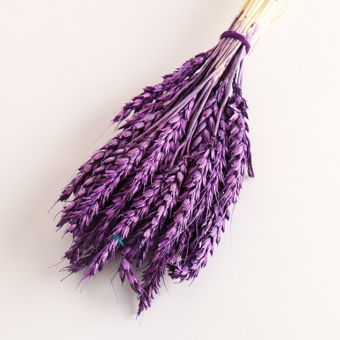 Набор сухоцветов "Пшеница", банч 35-40 шт, длина 60-65 (+/- 6 см), фиолетовый