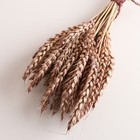 Набор сухоцветов "Пшеница", банч 35-40 шт, длина 55-65 (+/- 6 см), коричневый - фото 24000976