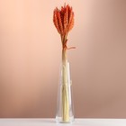Набор сухоцветов "Пшеница", банч 35-40 шт, длина 55-65 (+/- 6 см), оранжевый - Фото 1