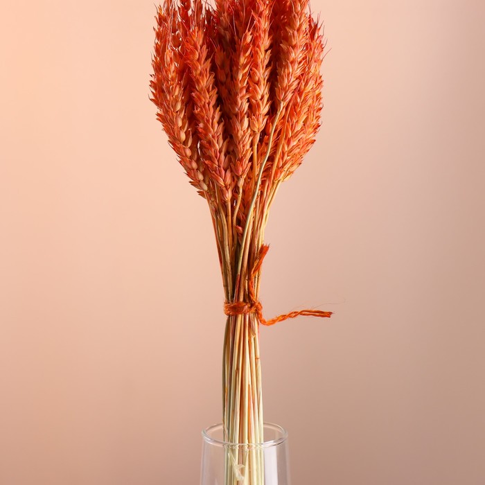 Набор сухоцветов "Пшеница", банч 35-40 шт, длина 55-65 (+/- 6 см), оранжевый