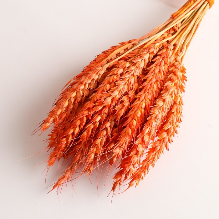 Набор сухоцветов "Пшеница", банч 35-40 шт, длина 55-65 (+/- 6 см), оранжевый