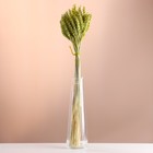 Набор сухоцветов "Пшеница", банч 35-40 шт, длина 60-65 (+/- 6 см), зелёный - фото 321519564