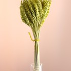 Набор сухоцветов "Пшеница", банч 35-40 шт, длина 60-65 (+/- 6 см), зелёный - Фото 2