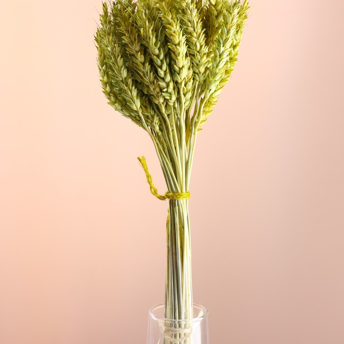 Набор сухоцветов "Пшеница", банч 35-40 шт, длина 60-65 (+/- 6 см), зелёный