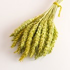 Набор сухоцветов "Пшеница", банч 35-40 шт, длина 60-65 (+/- 6 см), зелёный - Фото 3