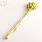 Набор сухоцветов "Пшеница", банч 35-40 шт, длина 60-65 (+/- 6 см), зелёный - фото 24000985