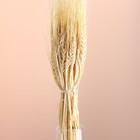 Набор сухоцветов "Рожь", банч 35-40 шт, 60 гр. длина 60-65 (+/- 6 см), выбеленный - фото 24000987