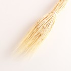 Набор сухоцветов "Рожь", банч 35-40 шт, 60 гр. длина 60-65 (+/- 6 см), выбеленный - фото 24000988