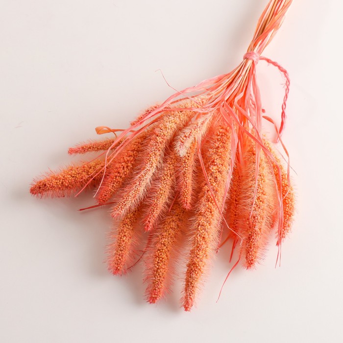 Набор сухоцветов "Сетария", банч 7 шт, длина 60-65 (+/- 6 см), персиковый