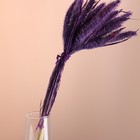 Набор сухоцветов "Сетария", банч 7 шт, длина 55-65 (+/- 6 см), фиолетовый - Фото 2