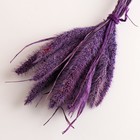 Набор сухоцветов "Сетария", банч 7 шт, длина 55-65 (+/- 6 см), фиолетовый - Фото 3