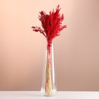 Набор сухоцветов "Просо", банч длина 45 (+/- 6 см), красный - фото 321519620