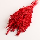 Набор сухоцветов "Просо", банч длина 45 (+/- 6 см), красный - Фото 3