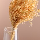 Набор сухоцветов "Просо", банч длина 45 (+/- 6 см), выбеленный - фото 24001047